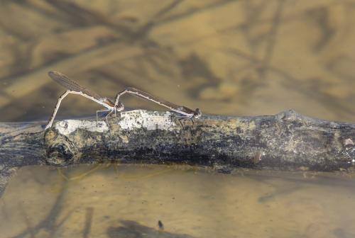 Réf. 300 149 : Sympecma fusca